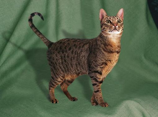 Оцикат (ocicat) - Породы кошек