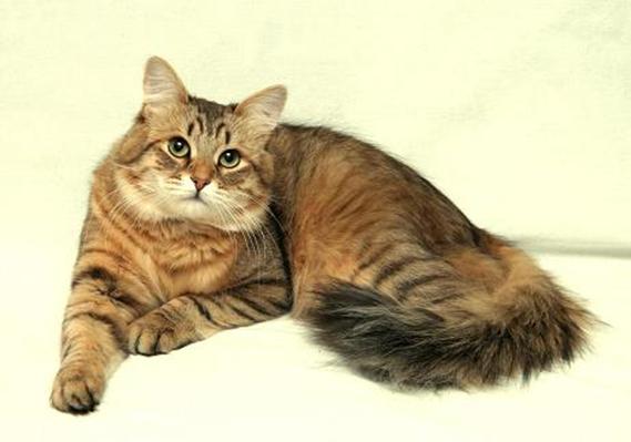 Российское Объединение Любителей Сибирских Кошек - Выставки кошек
