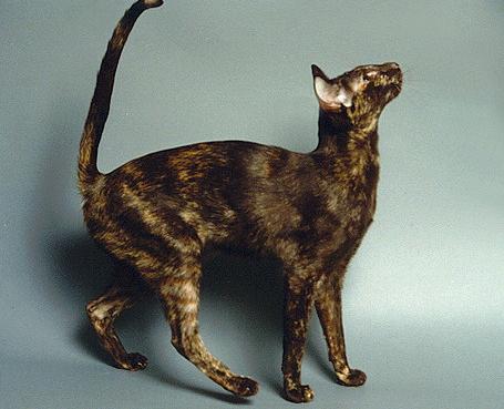 Ориентальная кошка (восточная кошка) - Породы кошек