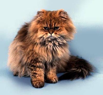Персидская кошка - Породы кошек