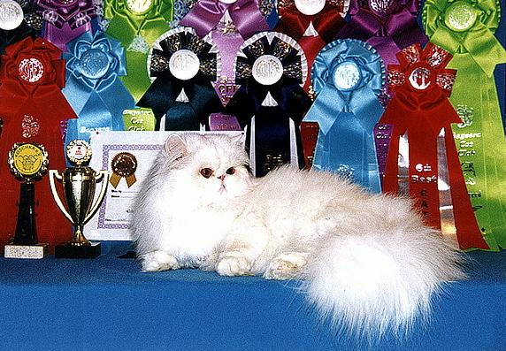 Персидская кошка - Породы кошек