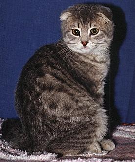 Шотландская Вислоухая кошка (скоттиш-фолд) - Породы кошек