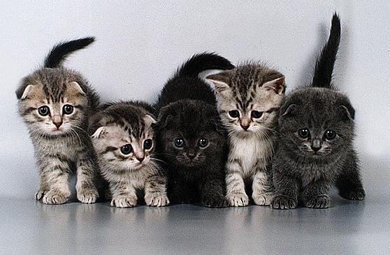 Шотландская Вислоухая кошка (скоттиш-фолд) - Породы кошек