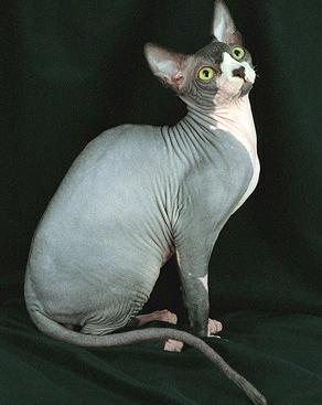 Кошка Сфинкс - Породы кошек