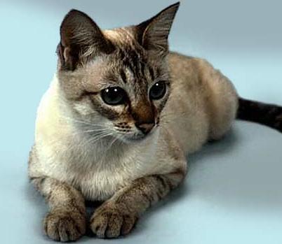 Сиамская кошка - Породы кошек