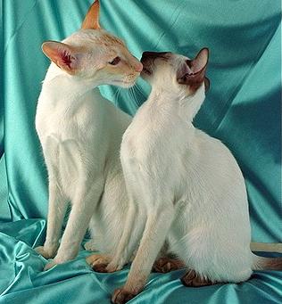 Сиамская кошка - Породы кошек