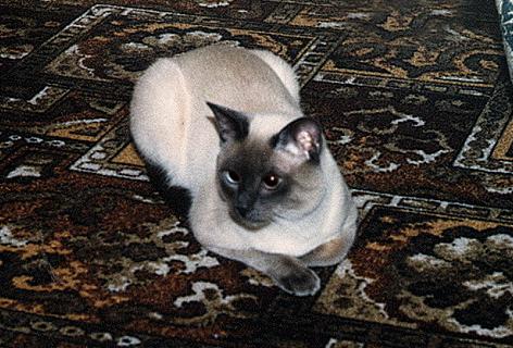 Тайская кошка - Породы кошек