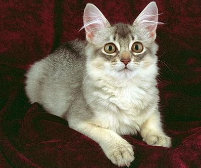 Сомалийская кошка - Породы кошек