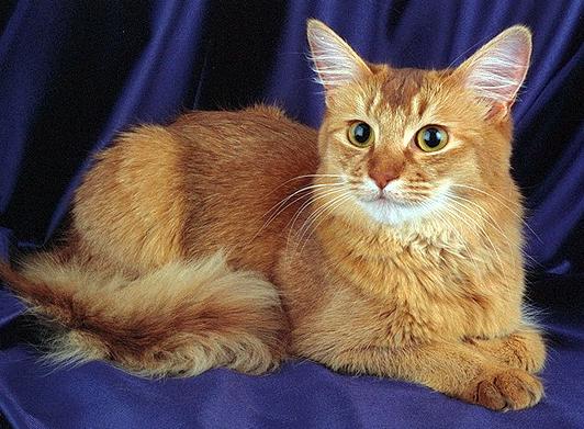 Сомалийская кошка - Породы кошек