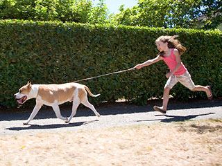 Выгуливание собак - Уход за собаками