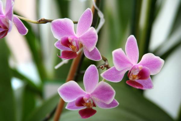 Все об уходе за орхидеями