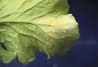 Ложная мучнистая роса (Peronosporaceae)