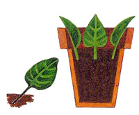 Размножение растений