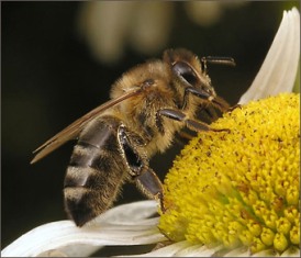 Пчелоопыление