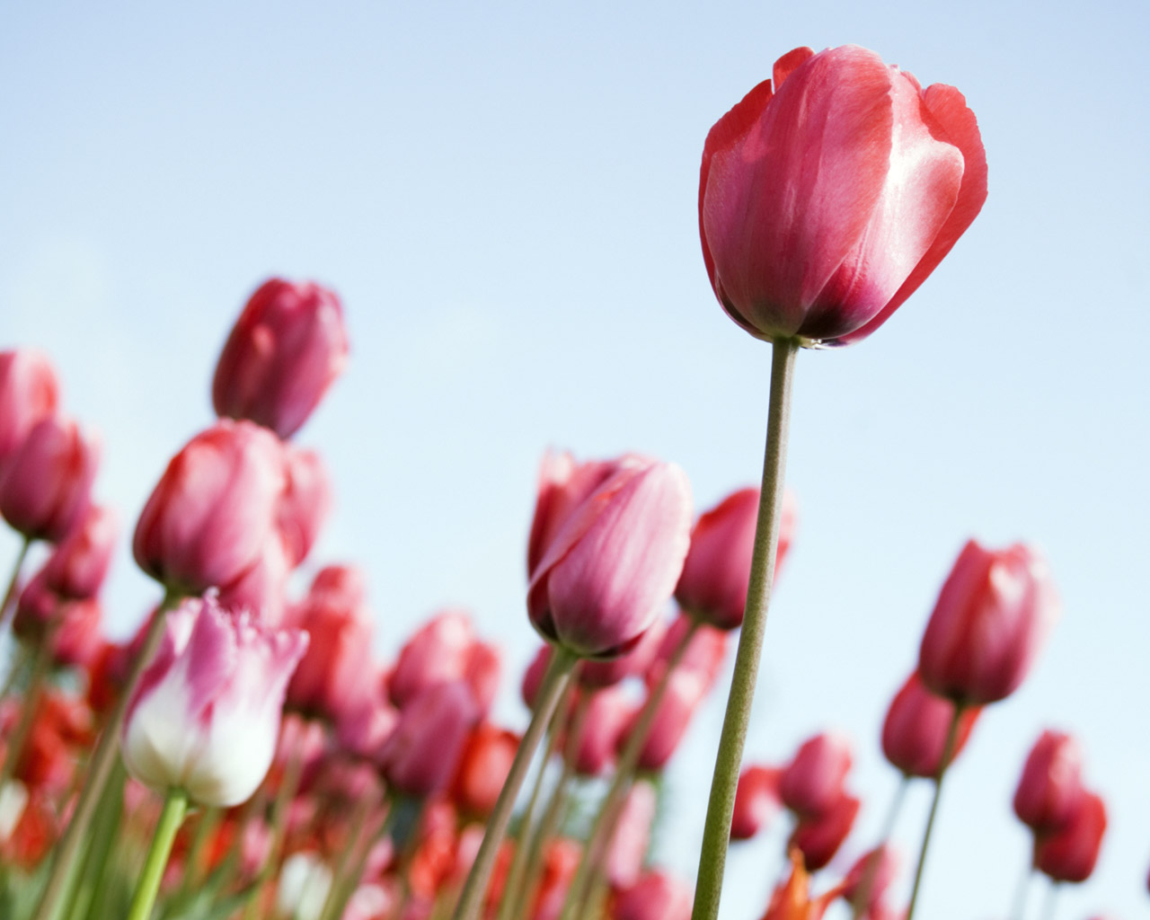 Септик, как гарант безопасности тюльпанов