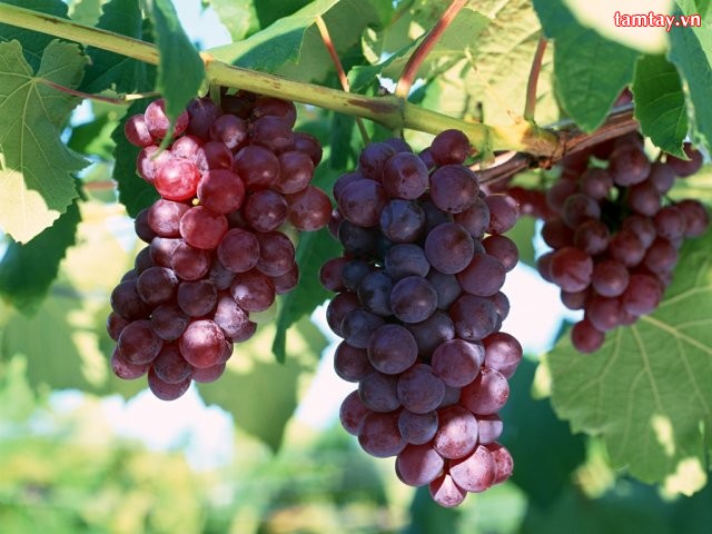 Полезный сайт о винограде