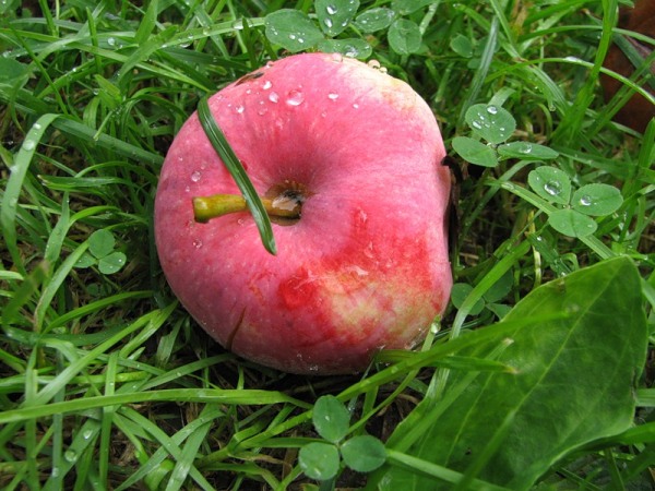 Сорта яблонь, предлагаемые Измайловским Совхозом
