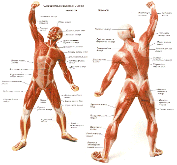 Скелетные мышцы человека