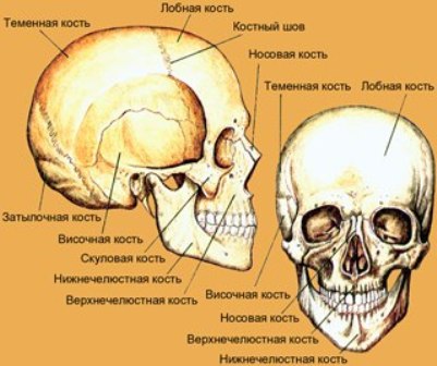 Скелет головы
