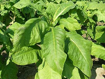 Процесс выращивания табачного листа